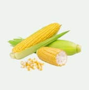 Fresh Broccoli Microgreens grown in Williamsport Pennsylvania microgreen farm