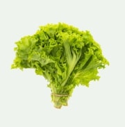 Fresh Kale Microgreens grown in Williamsport Pennsylvania microgreen farm