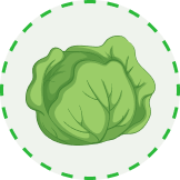 Fresh sunflower microgreens